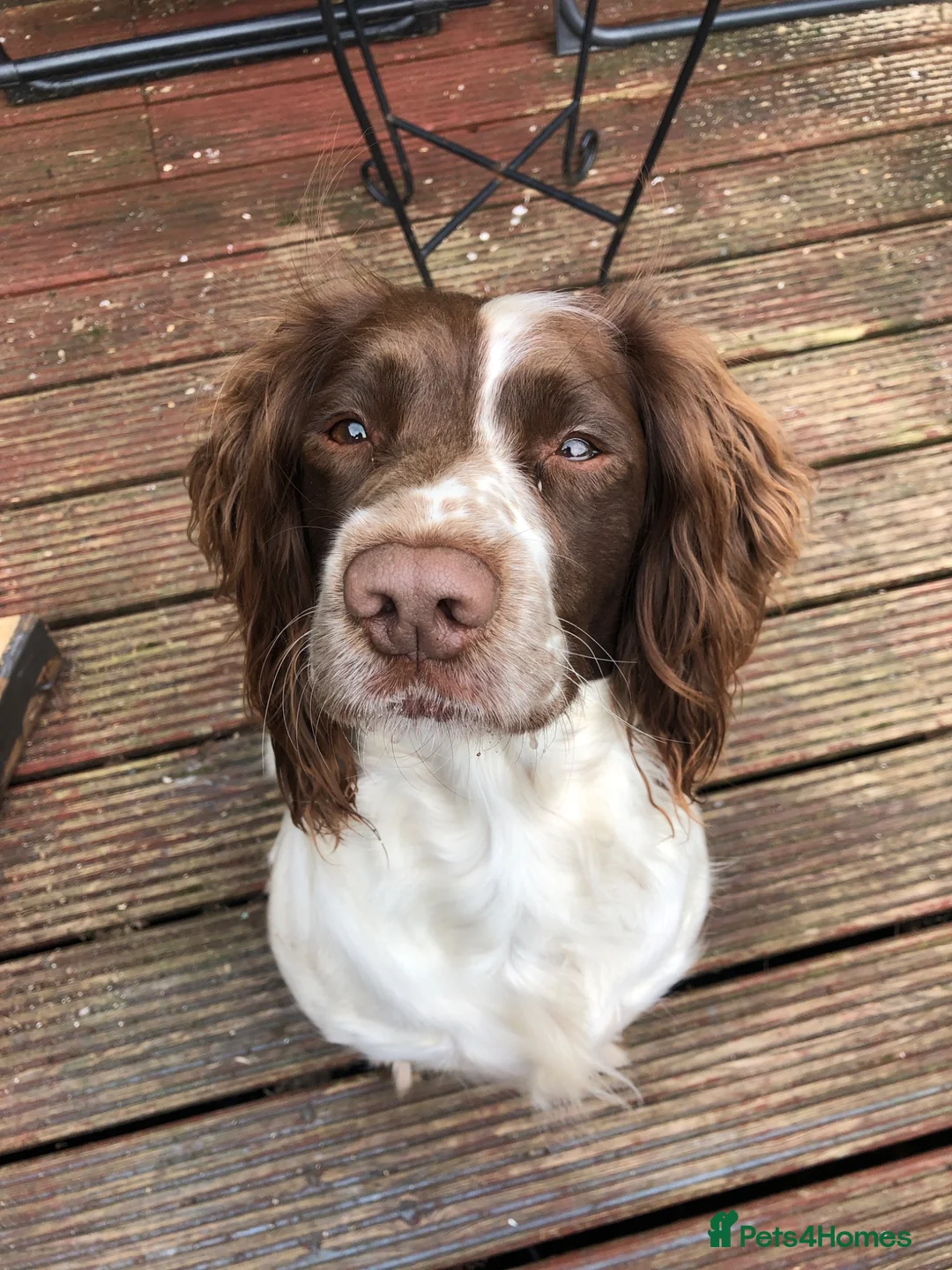 English Springer Spaniel dogs for sale: English Springer Spaniel pups for sale! - Advert 2
