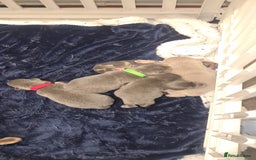 Chihuahua dogs for sale: Chihuahua  - Image 4