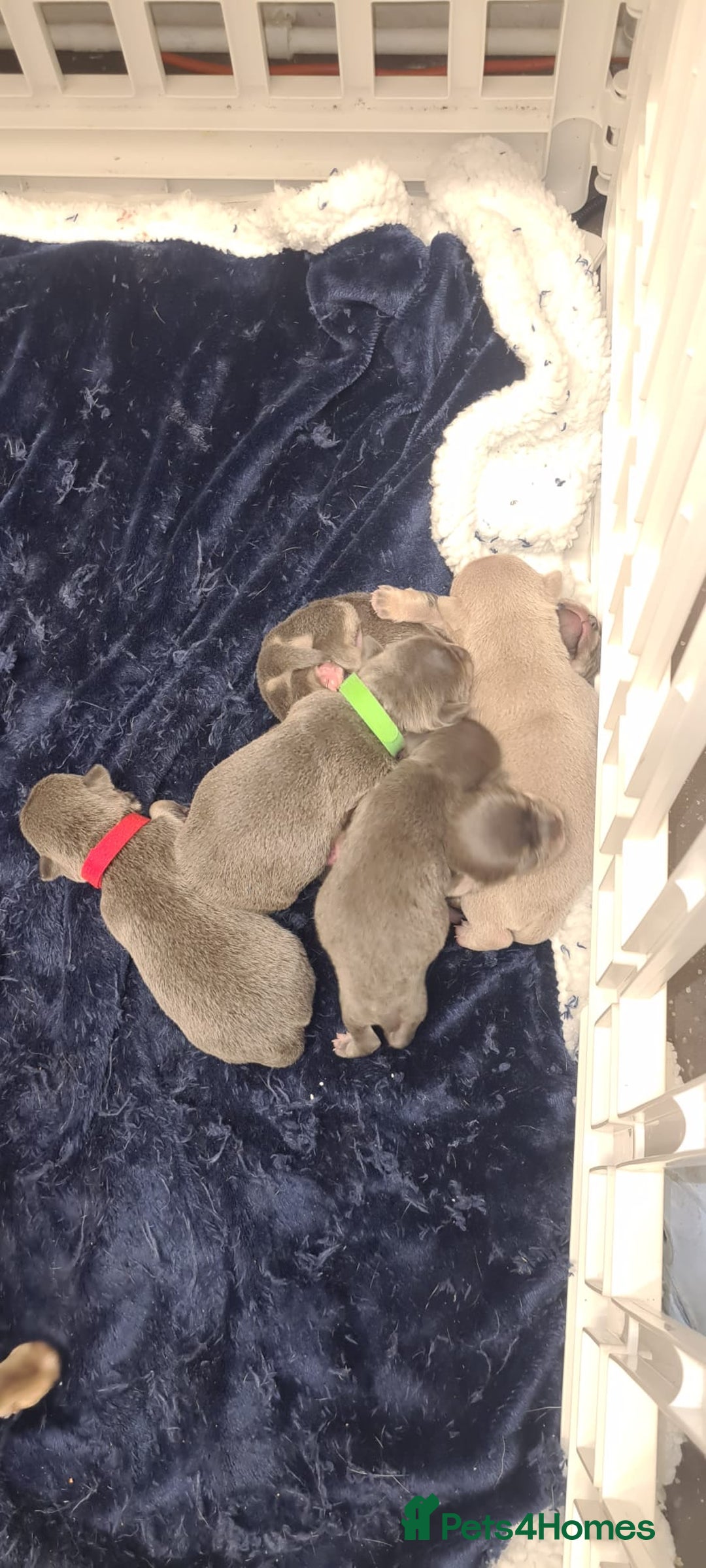 Chihuahua dogs for sale: Chihuahua  - Image 4