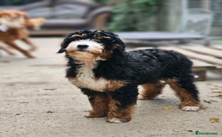 Bernedoodle dogs - Advert 2