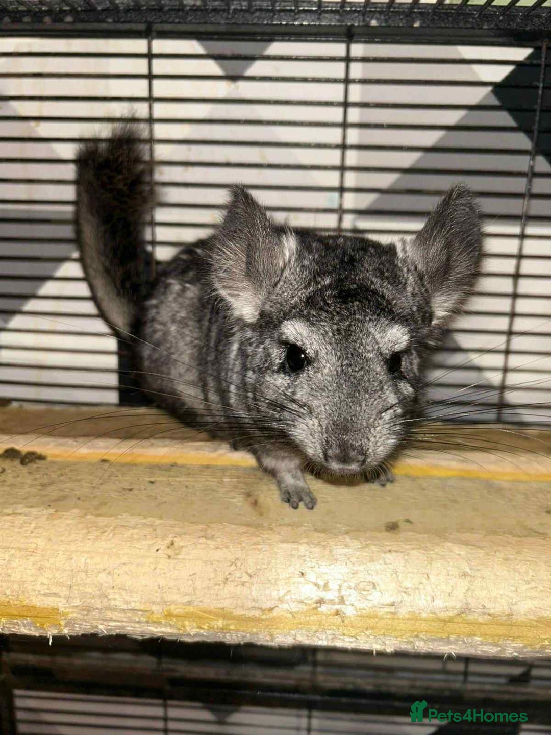 Chinchilla rodents for sale: Stunning little Female Chinchilla £80 - Image 8