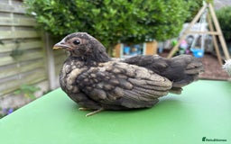 Chickens poultry for sale: Serama chickens for sale  - Image 1