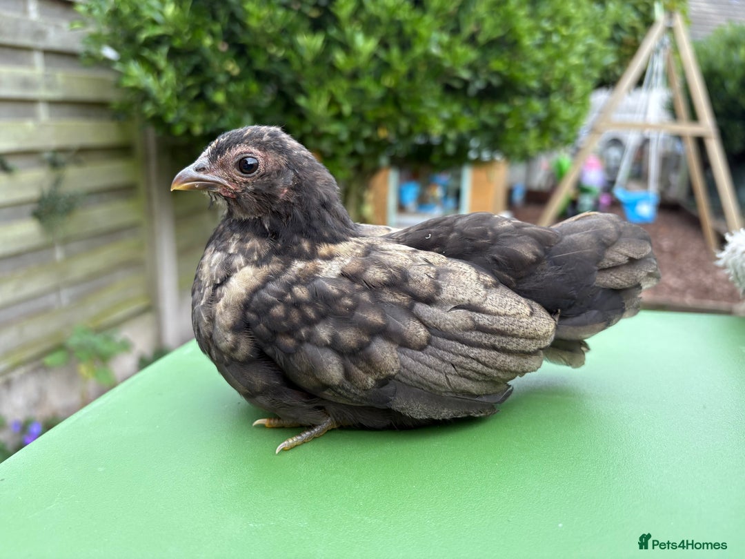 Chickens poultry for sale: Serama chickens for sale  - Image 1