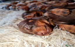 Miniature Dachshund dogs for sale: 💜Extra miniature chocholate dapple daschunds💜  - Image 17