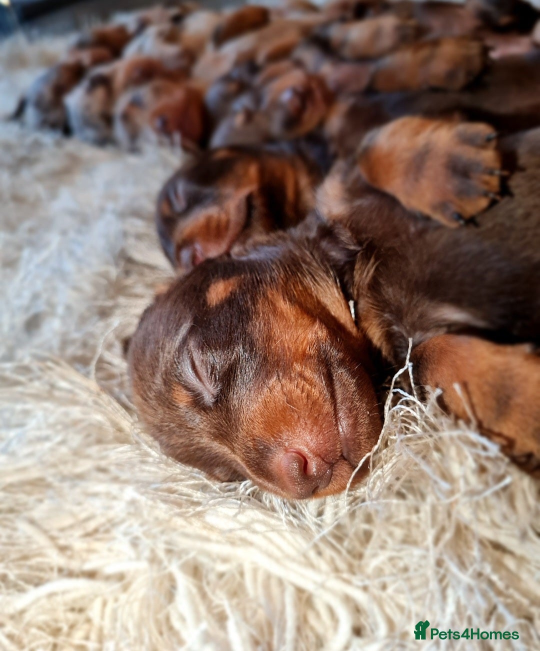 Miniature Dachshund dogs for sale: 💜Extra miniature chocholate dapple daschunds💜  - Image 17