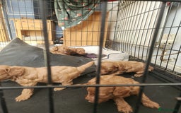 Cockapoo dogs for sale: 5 lovely cuddly puppies - Image 5