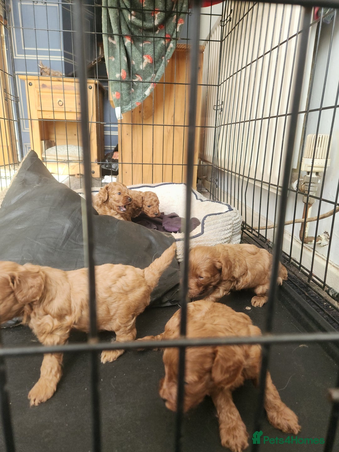 Cockapoo dogs for sale: 5 lovely cuddly puppies - Image 5