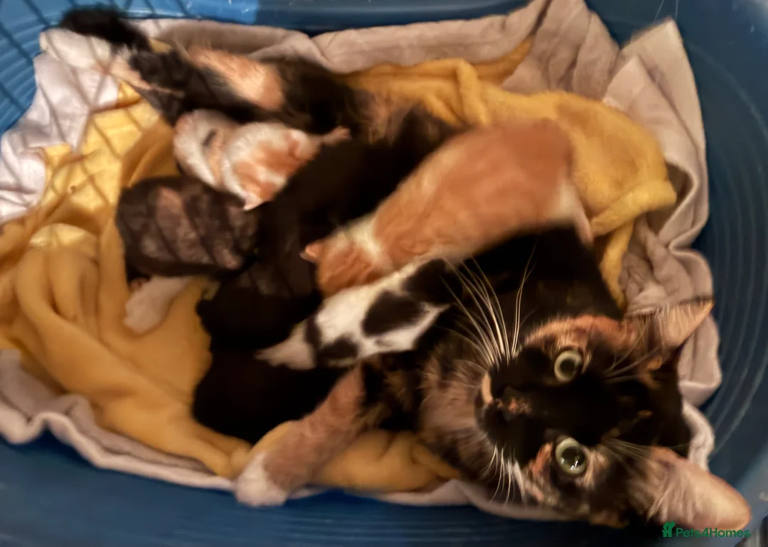 Mixed Breed cats for sale: 6 gorgeous kittens for sale  - Advert 10