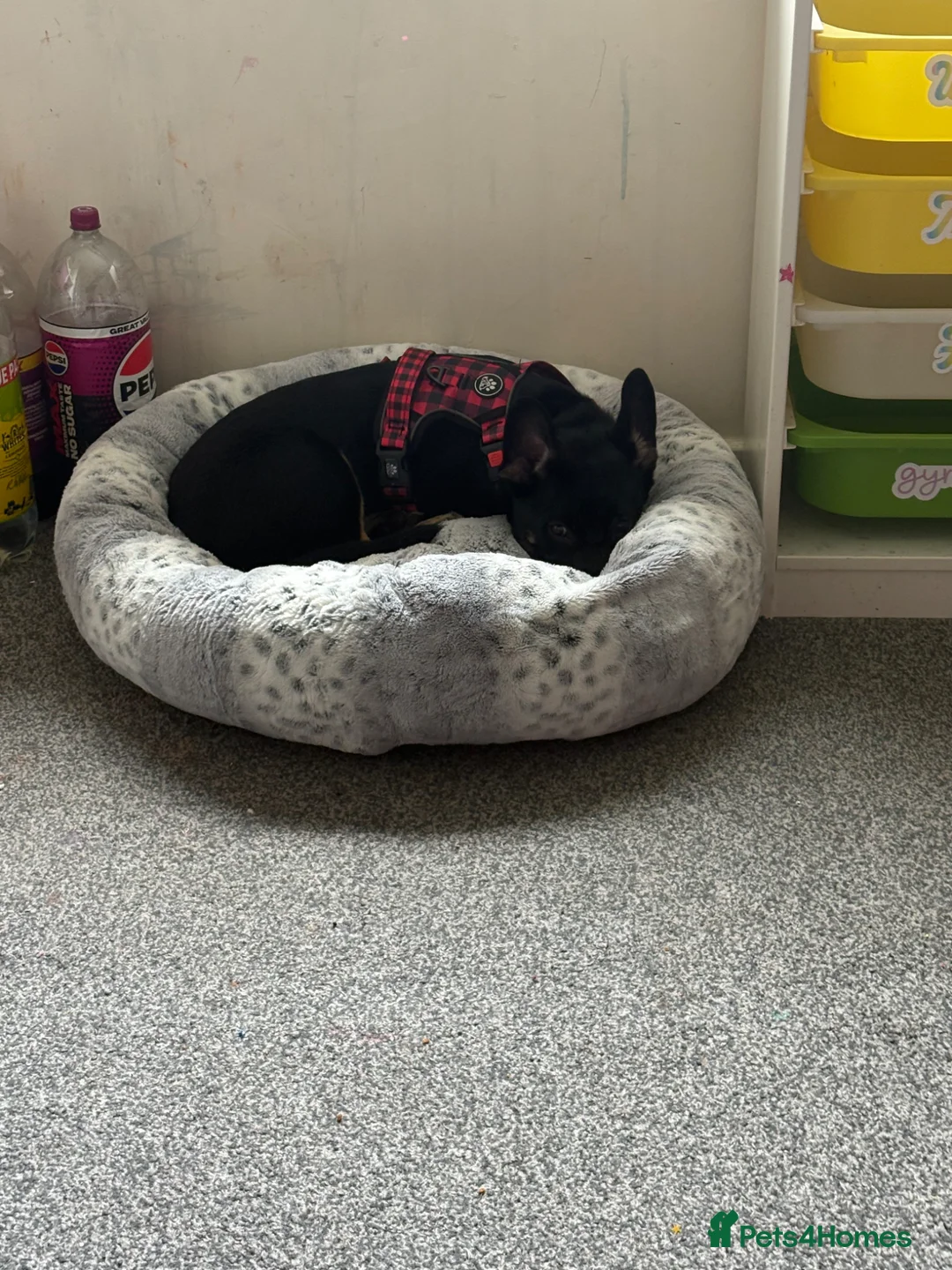 Mixed Breed dogs for sale: German shepherd, French Bulldog mix in Preston - Advert 19