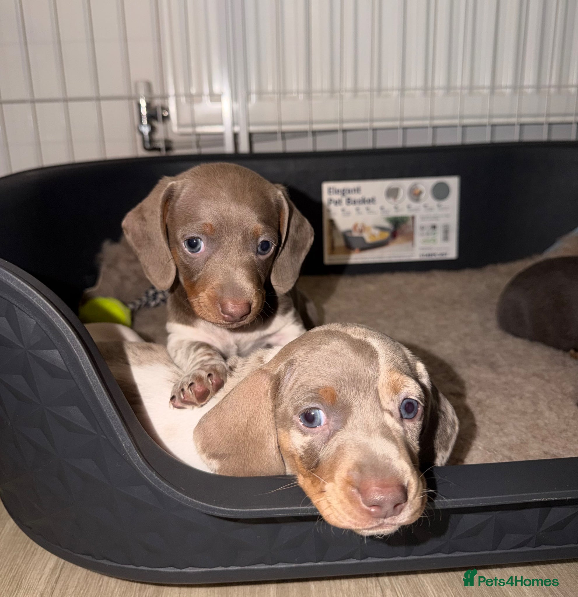 Dachshund dogs 2 Dachshund boys left 💙 - Advert 17