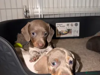 Dachshund dogs 2 Dachshund boys left 💙 - Advert 17