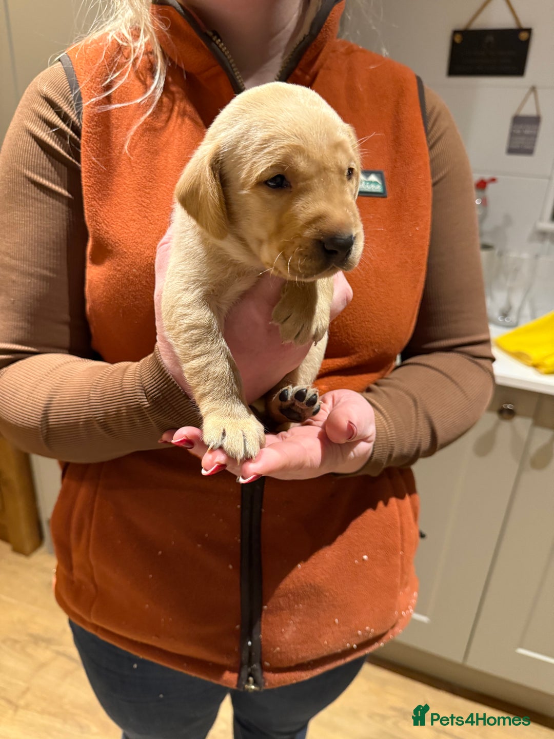 Labrador Retriever dogs for sale: Kc Labrador pups  - Advert 4