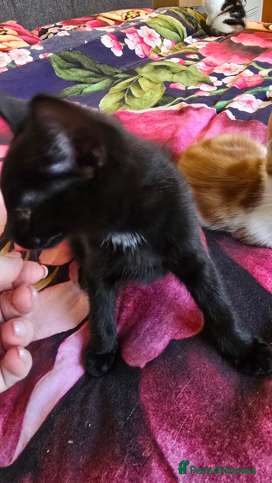 Mixed Breed cats for sale: Kittens - ready to go now. - Advert 7