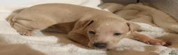 Italian Greyhound dogs for sale: KC Reg Italian Greyhounds - Advert 11