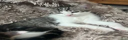 Mixed Breed cats for sale: 4 kittens  - Advert 10
