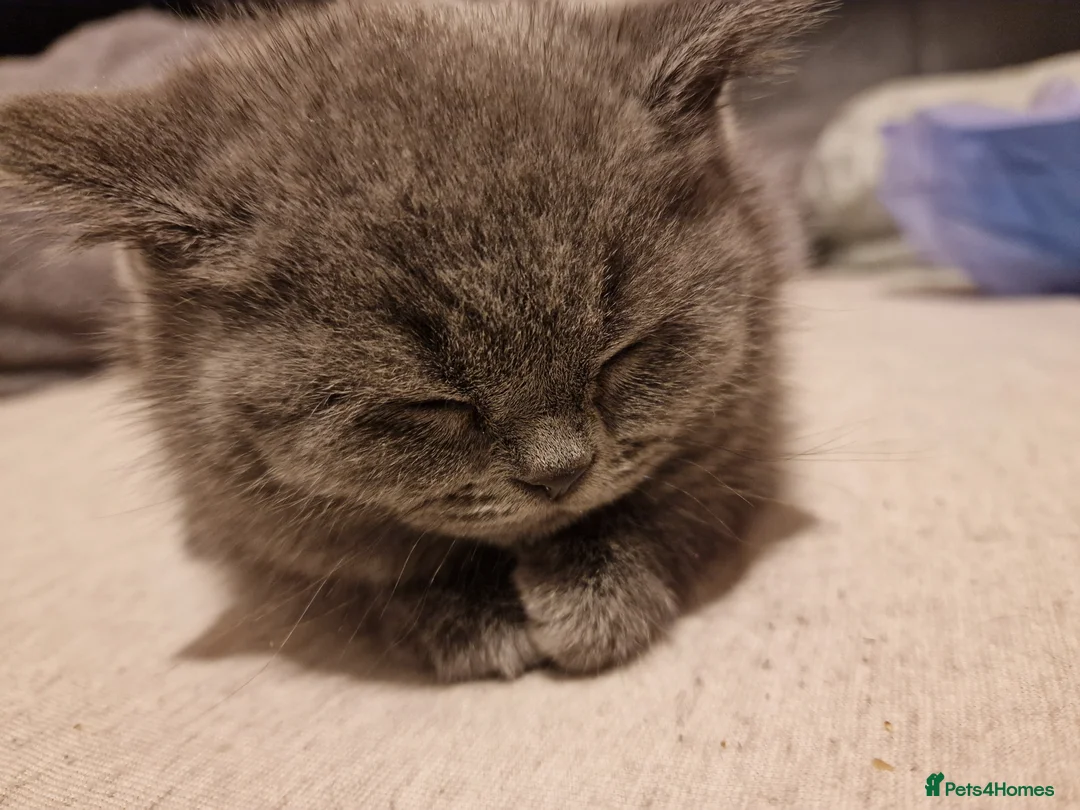 British Shorthair cats for sale: Stunning Pair 4 months British Shorthair Kittens in London - Advert 2