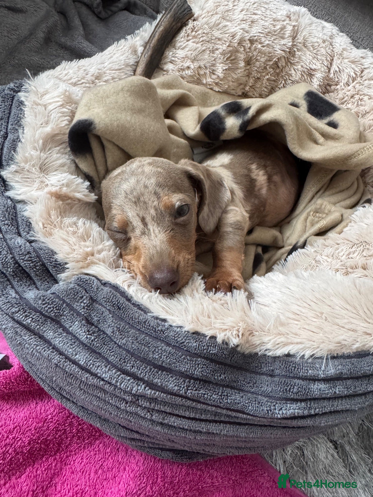 Miniature Dachshund dogs Miniature Dachsund  - Advert 18