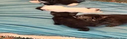 Mixed Breed cats for sale: 6 playful kittens for sale  - Advert 25