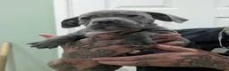 Staffordshire Bull Terrier dogs for sale: Blue Staffies - Advert 8