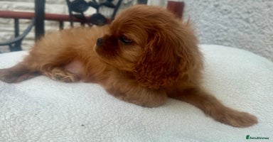 Cavalier King Charles Spaniel dogs - Advert 6
