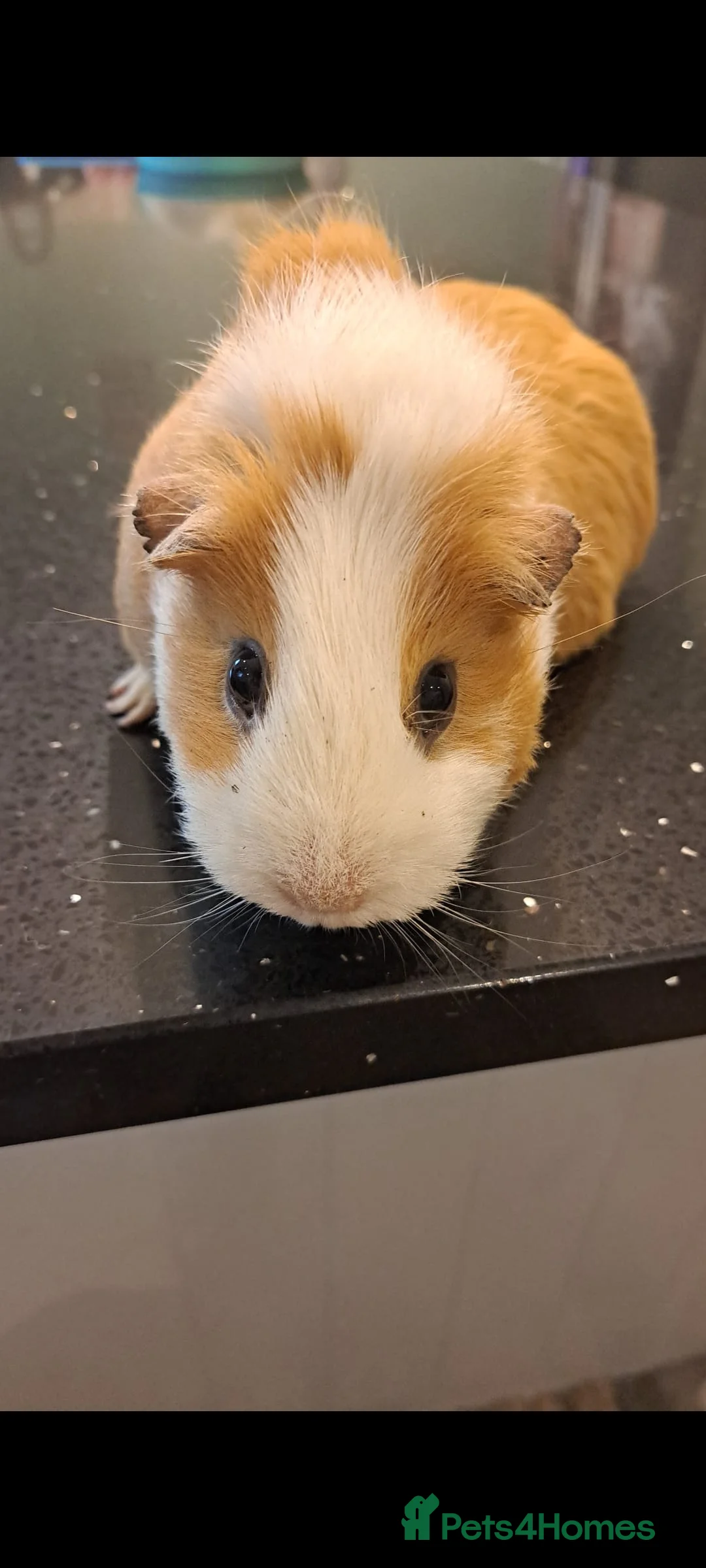 Guinea Pig rodents for sale: Female guinea pig around 4 years old - Advert 2