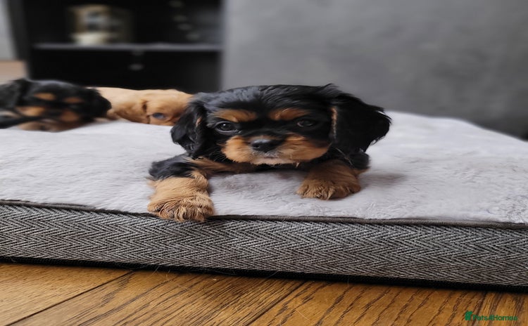 Cavalier King Charles Spaniel dogs - Advert 1