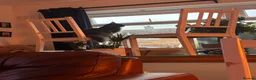 Mixed Breed cats for sale: Half Main Coon Kittens  - Advert 8