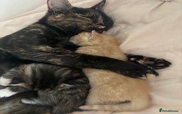 Domestic Shorthair cats for sale: Tabby kitten male - Image 3