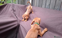 Hungarian Vizsla dogs for sale: 1 dog and 1 bitch available from 21st of August.  - Image 7