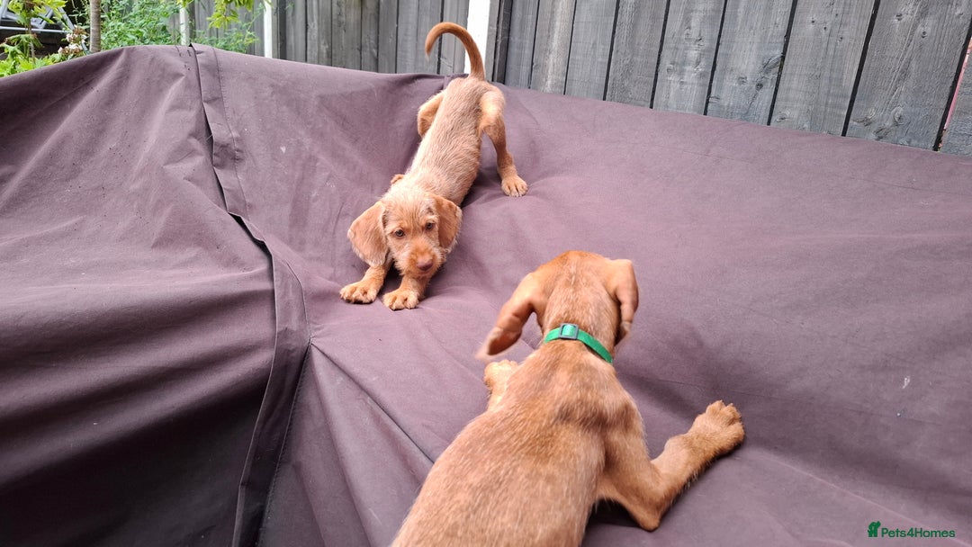 Hungarian Vizsla dogs for sale: 1 dog and 1 bitch available from 21st of August.  - Image 7