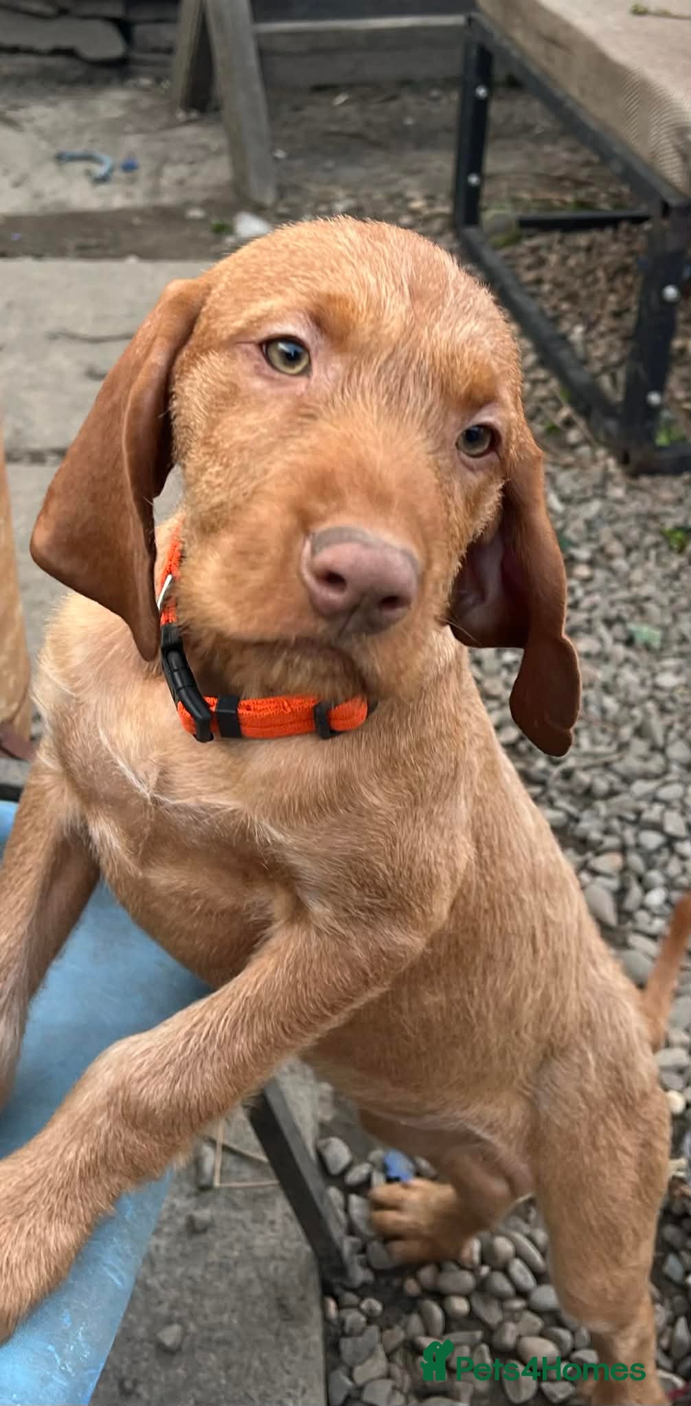 Hungarian Vizsla dogs Beautiful Hungarian Vizsla Puppies READY NOW - Advert 2