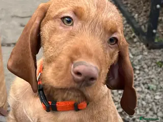 Hungarian Vizsla dogs Beautiful Hungarian Vizsla Puppies READY NOW - Advert 2
