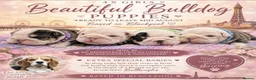 English Bulldog dogs for sale: Sad beginning to a beautiful ending - Advert 28