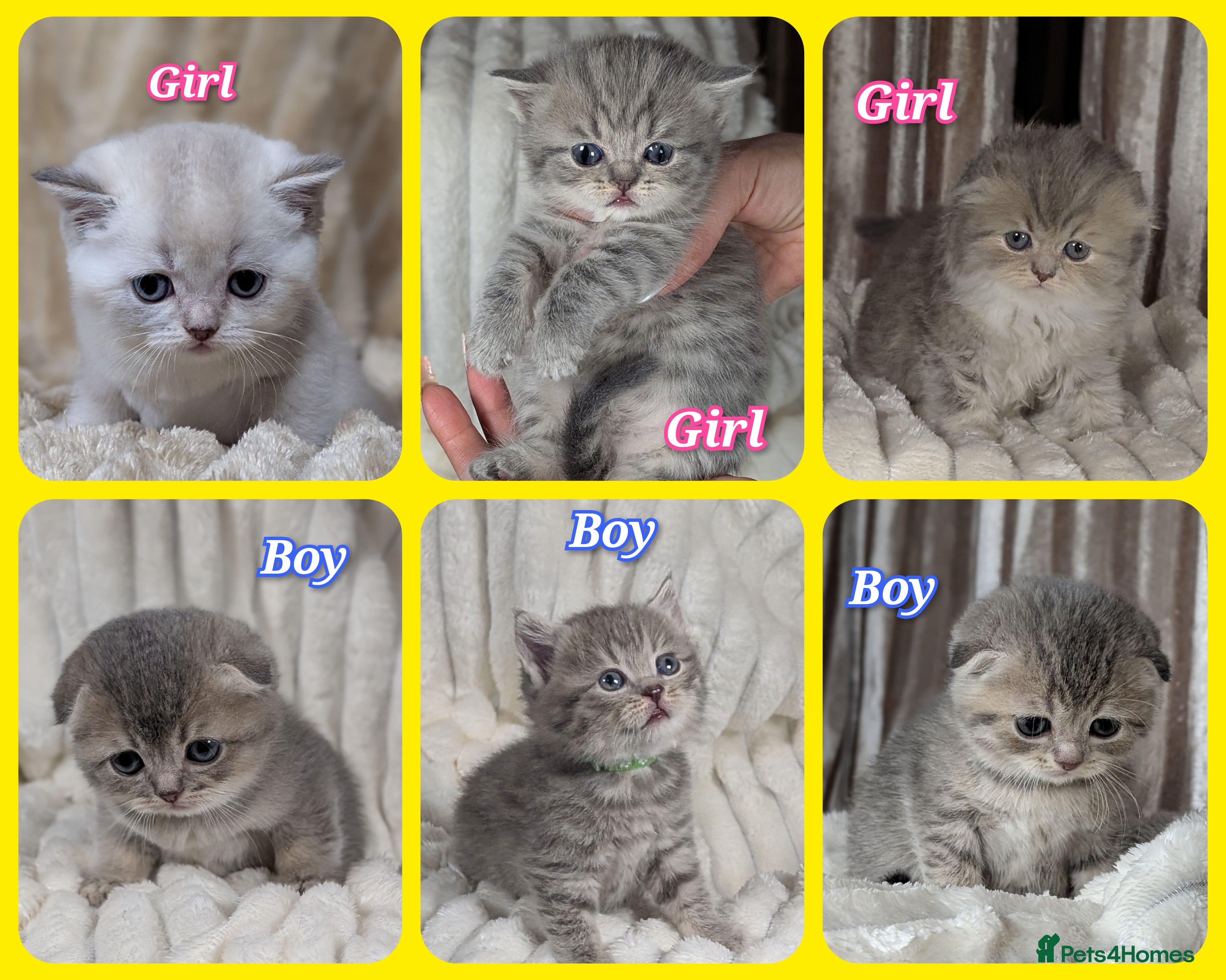 Scottish Fold cats 🐾TICA red ❣️SCOTTISH Fold•Straight - Advert 3