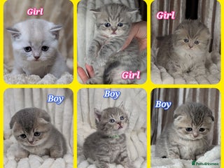 Scottish Fold cats 🐾TICA red ❣️SCOTTISH Fold•Straight - Advert 12