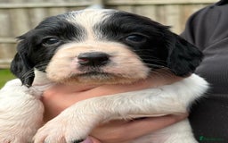 English Springer Spaniel dogs for sale: Springer spaniel puppies for sale  - Image 9