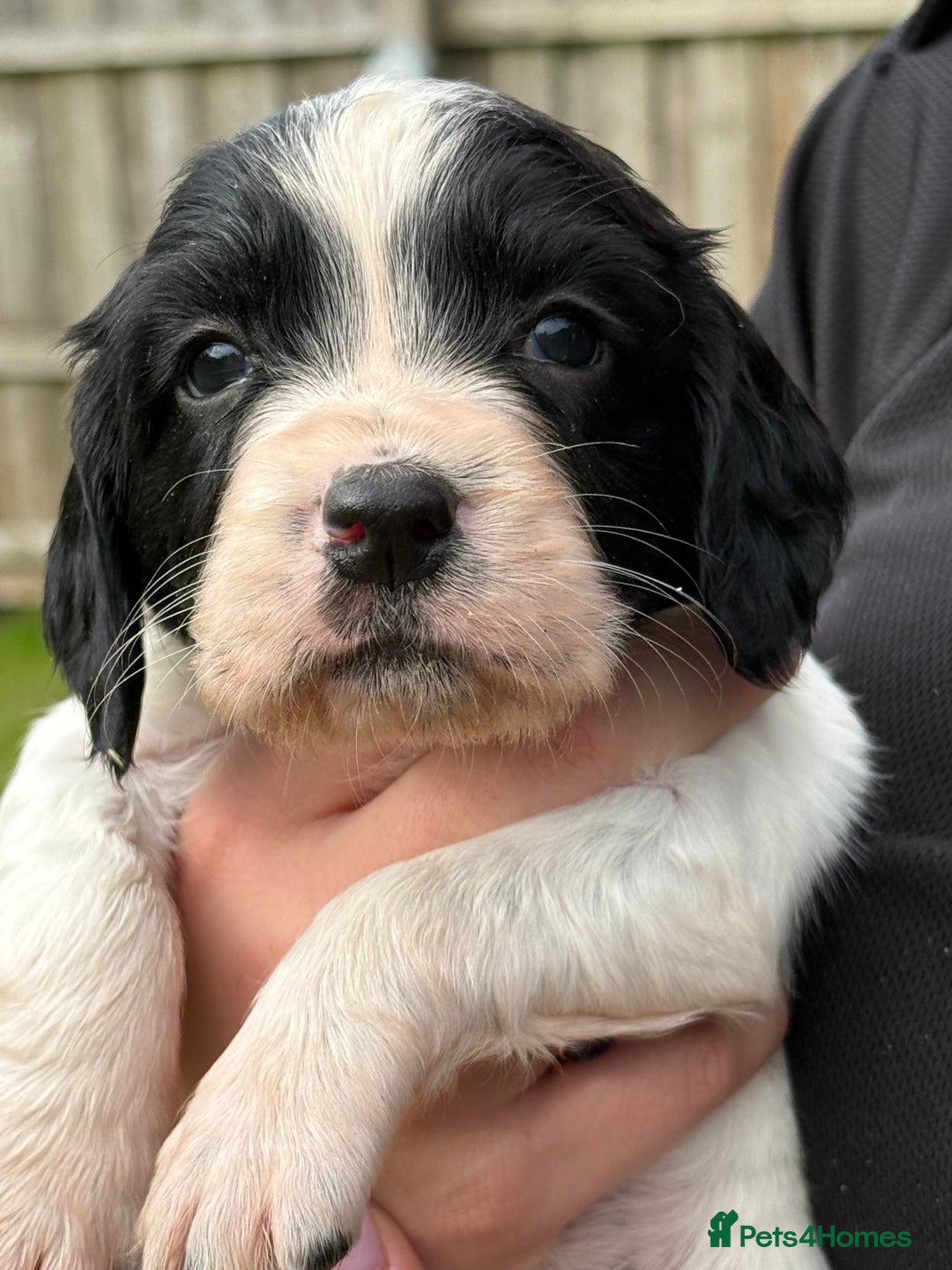 English Springer Spaniel dogs for sale: Springer spaniel puppies for sale  - Image 9