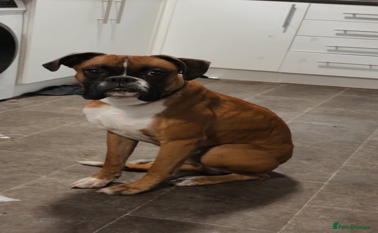 Boxer dogs - Advert 2