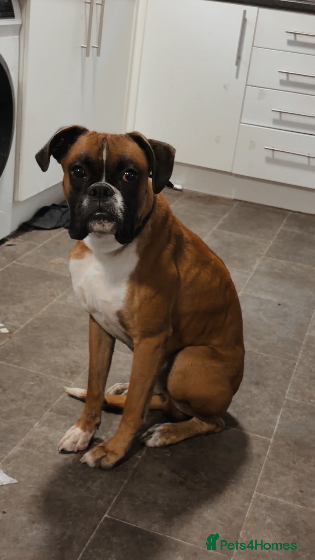 Boxer dogs for sale: Male boxer  - Image 1
