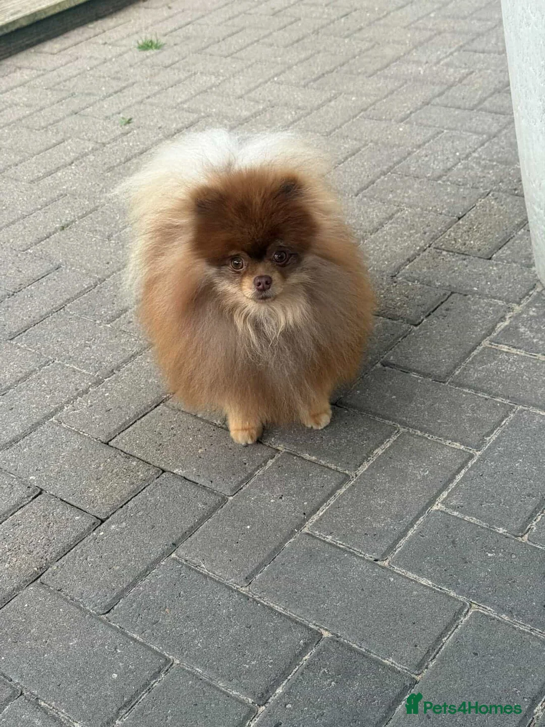 Pomeranian dogs for stud: ** Teddy Bear Chocolate & Tan Pomeranian ** - Advert 2
