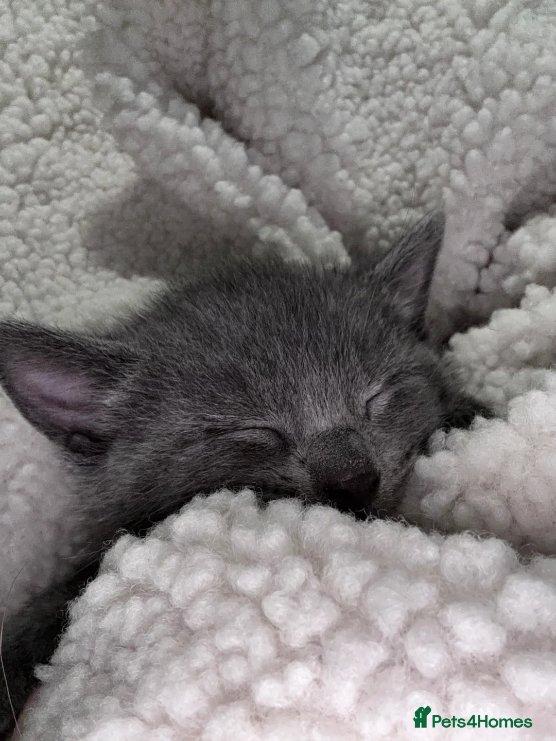 Domestic Shorthair cats for sale: Beautiful grey kittens  - Advert 2