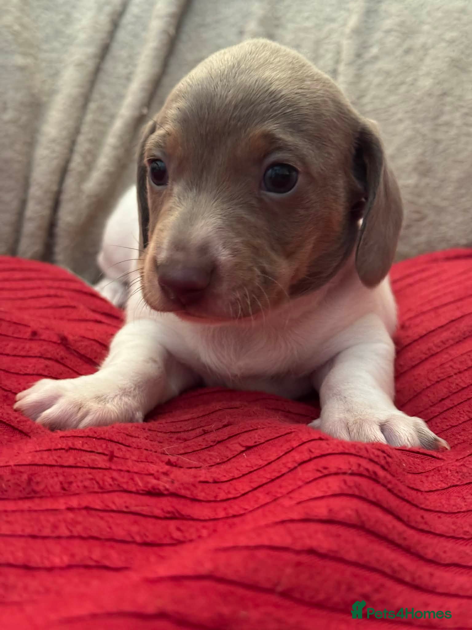 Miniature Dachshund dogs Mini dachshund puppies - Advert 2