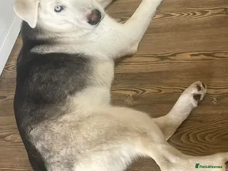 Mixed Breed dogs Meet Kyle - Advert 7