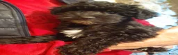 Mixed Breed dogs for sale: English Toy Terrier X Parti Colour Toy Poodle. in Wirral - Advert 7