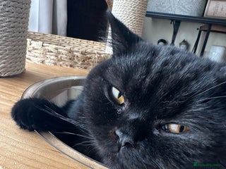 British Shorthair cats GCCF Registered British Short Hair Male - Advert 13