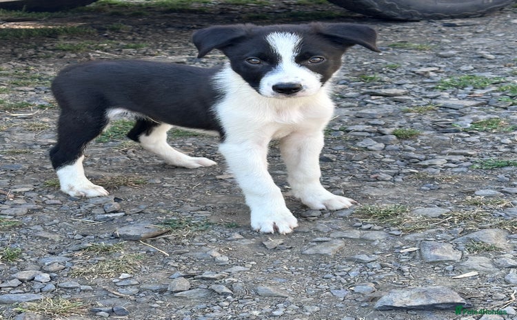 Border Collie dogs - Advert 3