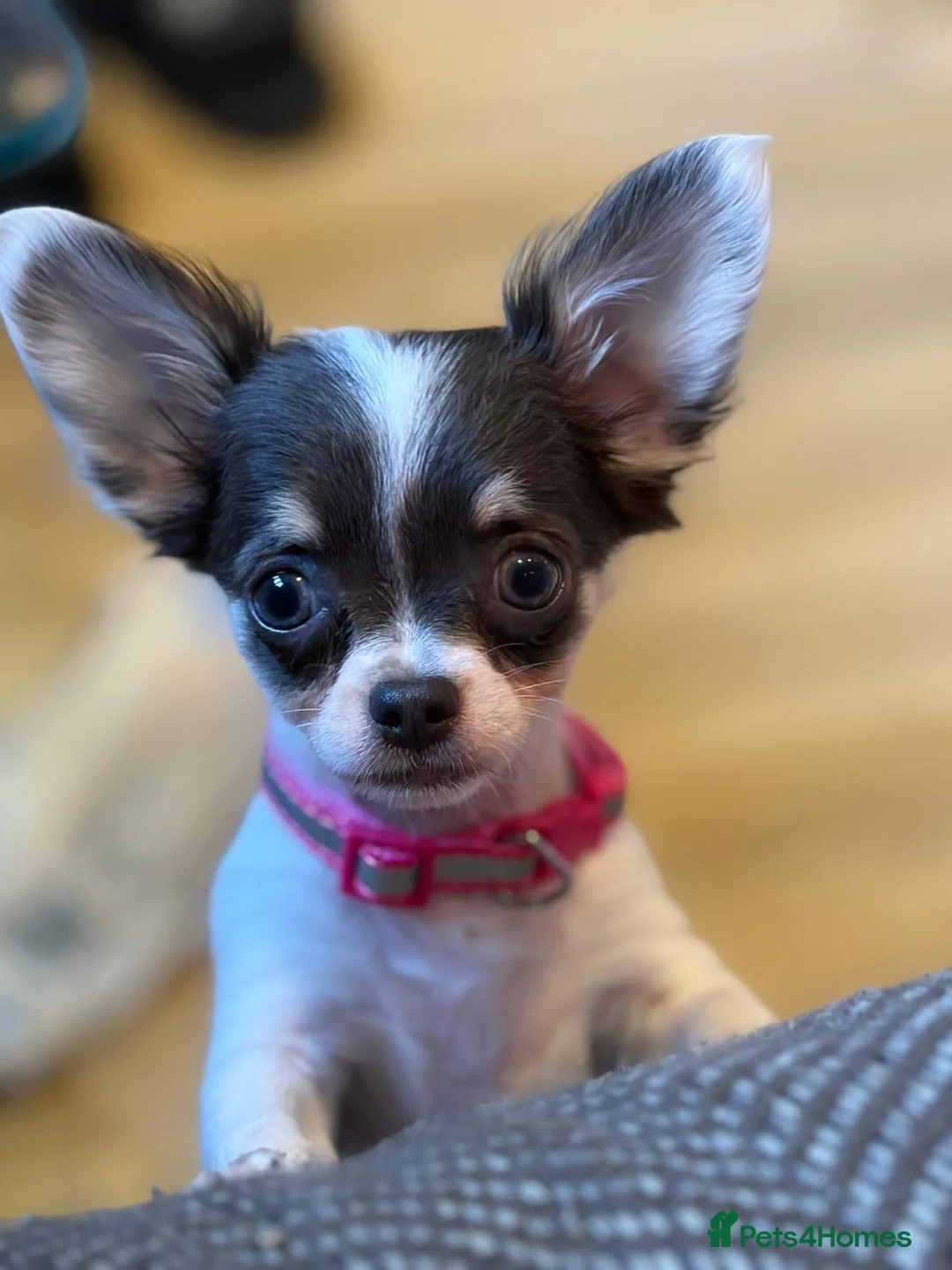 Chihuahua dogs for sale: KC Regd Chihuahua Pups parents fully health tested - Advert 1