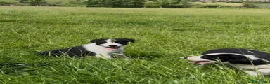 Border Collie Puppy 4