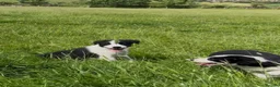 Border Collie dogs for sale: Isds border collie pups  in Batley - Advert 9