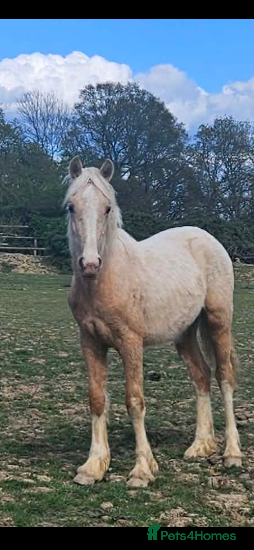 Welsh Section D horses Welsh sec d colt  - Advert 1